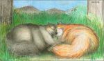  canine chubby cuddle cuddling cute dog duo feral fox gay male mammal overweight 