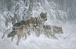  brownlish canine fur grey_fur ice mammal painting snow tree unknown_artist winter wolf wood 