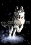  bubumo canine dog feral husky mammal photorealism solo watermark 