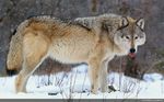  canine feral his mammal out real snow solo sticking tang tongue tongue_out wolf yellow_eyes 
