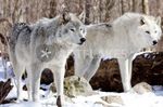  canine feral fur grey grey_fur mammal real watermark white white_fur wolf 