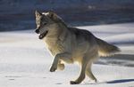  canine feral fur grey grey_fur mammal real running snow solo wolf 