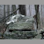  by feral forest fur green grey_fur joe mammal outside real resting rock solo tree white wolf wood 