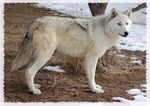  ambiguous_gender canine cute feral fur mammal real snow solo white white_fur wolf 