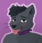 anthro belka_(belkaboi) blush canid canine collar fox green_eyes grey_fox hi_res male mammal mapcejljlka purple_collar solo tongue tongue_out urocyon