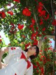  akira_ferrari akoda_yae aria cosplay flower photo rose roses undine 