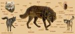  anatomically_correct canine ebon_lupus female feral male mammal wolf 