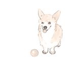  ball canine corgi dog feral mammal plain_background simple_background solo tongue white_background 