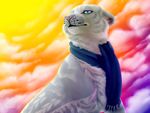  ears eyes feral mammal nose scarf solo sunset tiger toradoshi whiskers white_tiger 