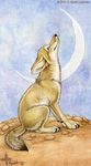  coyote desert kyoht_luterman mammal moon solo were 