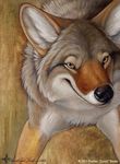 canine coyote kyoht_luterman mammal quadruped smile solo were 