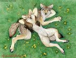  canine couple coyote duo grass kyoht_luterman mammal were 