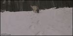  canine canines feral mammal real sliding snow what 