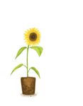  no_humans plant simple_background sunflower touhou white_background yuuji_(and) 