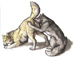  anus ass_up balls canine erection feral feral_on_feral gay male mammal oral penis plain_background rimming sumanitu_taka_nagi white_background wolf 