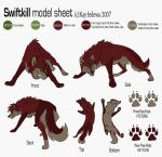 canid canine canis digital_media_(artwork) english_text facial_markings female feral fur green_eyes head_markings kay_fedewa long_tail mammal markings model_sheet red_body red_fur solo swiftkill_(tba) tail text the_blackblood_alliance wolf