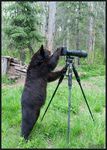  ambiguous_gender bear camera feral forest mammal outside photo real solo tree wood 