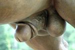  balls equine horse male penis photo sculpture statue 