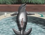  cetacean dildo dolphin emptyset feral genial_slit genital_slit grey grey_body male mammal marine penis pool precum sex_toy slit tapering_penis water 