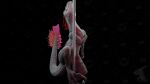 3d_(artwork) ambiguous_feral ambiguous_gender animated dancing digital_media_(artwork) dinosaur featureless_crotch feral fur grey_body grey_scales loop lustful_gaze male nude nude_male pole pole_between_legs pole_dancing prehistoric_species red_body red_fur reptile scales scalie sliding slit_penis spread_legs spreading stripper_pole suggestive suggestive_pose terr_(n0rad) thatman_23 thatman_studio