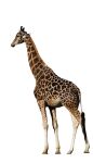  anthro giraf giraffe giraffid hi_res mammal 
