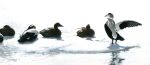 2006 acrylic_painting_(artwork) anatid anseriform avian bird black_body black_feathers duck eider feathers feral group lying multicolored_body multicolored_feathers painting_(artwork) renum63 sea_duck spread_wings traditional_media_(artwork) traditional_painting_(artwork) water white_body white_feathers wings