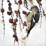1:1 2014 artrage_(artwork) beak black_body black_eyes black_feathers digital_media_(artwork) feathers feral grey_beak grey_body grey_feathers markings plant renum63 snow solo two-barred_crossbill white_markings yellow_markings