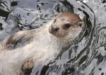 2014 artrage_(artwork) black_eyes brown_body brown_fur digital_media_(artwork) digital_painting_(artwork) eurasian_otter feral fur grey_body grey_fur lutra mammal multicolored_body multicolored_fur mustelid otter painting_(artwork) partially_submerged photorealism quadruped realistic realistic_feral renum63 river_otter solo tan_body tan_fur wet wet_body wet_fur whiskers