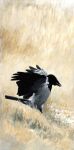 2014 acrylic_painting_(artwork) avian beak bird black_beak black_body black_feathers corvid corvus_(genus) crow feathers feral grass hooded_crow multicolored_body multicolored_feathers oscine painting_(artwork) passerine plant renum63 solo spread_wings traditional_media_(artwork) traditional_painting_(artwork) two_tone_body two_tone_feathers white_body white_feathers wings