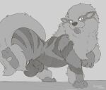2026 3_toes animal_genitalia arcanine balls blep digital_drawing_(artwork) digital_media_(artwork) english_description feet feral fluffy fluffy_tail fur generation_1_pokemon genitals hi_res looking_at_viewer male monochrome neck_tuft nintendo pokemon pokemon_(species) raised_leg sheath sketch solo striped_body striped_fur stripes tail toes tongue tongue_out tuft verdantotter