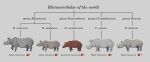 1_horn 2019 2_horns ambiguous_gender black_eyes black_rhinoceros brown_body cladogram digital_media_(artwork) english_commentary english_text feral grey_background grey_body hi_res horn indian_rhinoceros inkscape_(artwork) javan_rhinoceros kailavmp mammal quadruped rhinoceros rhinoceros_tail scientific_name simple_background species_name sumatran_rhinoceros text white_rhinoceros