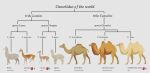 2019 alpaca ambiguous_gender bactrian brown_body brown_fur camel camelid cladogram digital_media_(artwork) dromedary english_text feral fur grey_background grey_body grey_fur guanaco hooves inkscape_(artwork) kailavmp llama mammal multicolored_body multicolored_fur scientific_name simple_background species_name text vicuna white_body white_fur wild_bactrian_camel