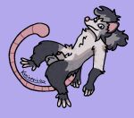 american_opossum animal_genitalia anthro balls floating fur genitals grey_body grey_fur hairless_tail kassiopeia117 kibz_(kassiopeia117) long_tail looking_at_viewer male mammal marsupial nonbinary_(lore) penis penis_tip posskin rakin sheath solo tail virginia_opossum