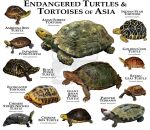 2019 ambiguous_gender amboina_box_turtle asian_forest_tortoise binomial_nomenclature black_pond_turtle brown_body brown_scales chinese_box_turtle chinese_stripe-necked_turtle elongated_tortoise english_text feral geoemydid giant_asian_pond_turtle golden_coin_turtle indian_star_tortoise japanese_pond_turtle markings multicolored_shell painted_terrapin reptile roger_hall ryuku_leaf_turtle scales scalie scientific_name shell simple_background species_name spots spotted_body spotted_scales striped_neck text tortoise turtle turtle_shell watermark white_background