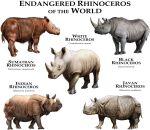 1_horn 2015 2_horns ambiguous_gender biological_illustration black_rhinoceros brown_body brown_fur english_commentary english_text feral fur grey_body hi_res horn indian_rhinoceros javan_rhinoceros mammal mouth_closed rhinoceros roger_hall scientific_name simple_background species_name sumatran_rhinoceros technical_illustration text white_background white_rhinoceros zoological_illustration
