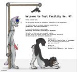 animal_genitalia animal_penis animal_vulva anthro bdsm bestiality_temptation bondage bound canid canine canine_genitalia canine_penis canine_vulva canis domestic_dog duo english_text erection female feral genitals grey_body gun gunplay hunting_dog hybrid imminent_danger imminent_death kasstrick knot knotted_penis kutsiihvost male male/female mammal meme penis predicament_bondage presenting presenting_vulva ranged_weapon saluki sighthound simple_background teasing text vulva weapon white_background wolfdog