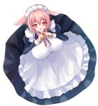  1girl :o animal_ears apron black_dress blush breasts commentary_request crossed_fingers dot_nose dress from_above full_body highres huge_breasts kawato_haruaki looking_at_viewer maid maid_headdress open_mouth original pink_eyes pink_hair rabbit_ears raised_eyebrows short_hair_with_long_locks simple_background solo white_apron white_background 