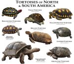 2015 ambiguous_gender argentine_tortoise bolson_tortoise desert_tortoise english_commentary english_text feral gal&aacute;pagos_tortoise gopher_tortoise grey_body grey_scales hi_res markings multicolored_body multicolored_scales multicolored_shell red-footed_tortoise red_body red_scales reptile roger_hall scales scalie scientific_name shell species_name spots spotted_body spotted_scales texas_tortoise text tortoise turtle turtle_shell yellow-footed_tortoise yellow_body yellow_scales
