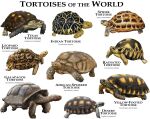 2015 african-spurred_tortoise ambiguous_gender biological_illustration brown_body brown_scales desert_tortoise english_commentary english_text feral gal&aacute;pagos_tortoise grey_body grey_scales hi_res indian_tortoise leopard_tortoise markings multicolored_body multicolored_scales multicolored_shell radiated_tortoise reptile roger_hall scales scalie scientific_name shell simple_background species_name spider_tortoise spots spotted_body spotted_scales technical_illustration texas_tortoise text tortoise turtle turtle_shell white_background yellow-footed_tortoise zoological_illustration