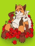 4_fingers anthro apple bear belly bottomwear canid canine cargo_pants clothing ear_piercing ear_ring eating eyebrows fingers food fox fruit fur gloves_(marking) hi_res hybrid kaohto_(character) katxfish male mammal markings multicolored_body multicolored_fur navel pants piercing plant ring_piercing signature simple_background slightly_chubby solo tail