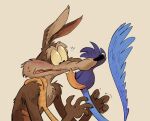 absurd_res anthro anthro_on_feral avian bestiality bird blush bodily_fluids canid canine canis coyote cuculiform duo eyes_closed feral foot_on_shoulder hi_res imminent_kiss k4pp4-8 looney_tunes male male/male mammal new_world_ground_cuckoo question_mark road_runner_(looney_tunes) roadrunner simple_background sweat sweatdrop tan_background warner_brothers wile_e._coyote