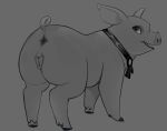 2026 animal_farm_(2026) animal_genitalia animal_vulva anus butt collar domestic_pig female feral genitals grey_background greyscale hooves looking_back mammal monochrome open_mouth puff_(animal_farm) simple_background snout solo suid suine sus_(pig) tongue vulva wugi