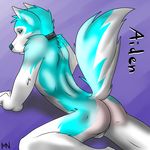  anthro back balls butt canine collar cyan_fur dog fur husky looking_at_viewer male mammal milo_nettle perineum plain_background pose solo tail teal teal_eyes teal_nose white_fur 
