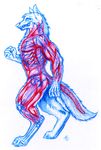  anatomically_correct anatomy bone canine colored_pencil colored_pencil_(art) digitigrade fist fur iisaw internal mammal muscles nude plain_background side_view skeleton solo walking white_background wolf x-ray 