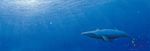 blue bubble crown ebine_toshio light_rays no_humans original scenery solo sunbeam sunlight underwater water whale 