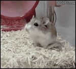  &#1093;&#1086;&#1084;&#1103;&#1082;_&#1077;&#1073;&#1072;&#1085;&#1072;&#1090; feral hamster hamster_wheel humor low_res mammal real rodent 