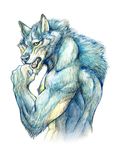  anthro back biceps black_nose blue_fur blue_hair canine fangs flexing fur gweek hair looking_at_viewer male mammal muscles open_mouth pecs plain_background pose solo standing tan_fur teeth toned tongue topless white_background wolf yellow_eyes yellow_fur 