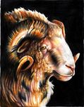  brown_eyes caprine curly_horns eattoast feral fluffy horn looking_at_viewer mammal original plain_background portrait profile ram solo 