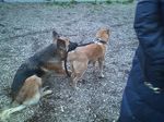  canine dog lead photo shepherd shiba_inu 