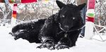  black canine collar dog female feral fur fursuit looking_at_viewer mammal nachtzeit outside photo real realistic snow snowvolkolak solo unknown_artist winter 